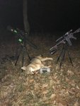 USA Coyote.jpg