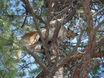 puma-cougar-mountain-lion-treed-by-sonya.JPG