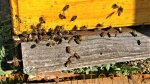 2020-03-15 Bienen sammeln fleißig.jpg