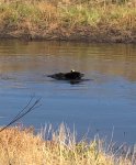 2019-09 Bär schwimmt im Teich bear swims in pond 2 MP.jpeg