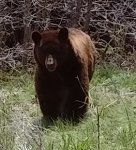 2017-05-14-Bär-hat mich-gesehen-15 m-verhofft.jpg