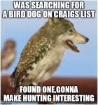 birddog.jpg