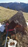 2020-01-01 Camembert-gefüllte Frolic als Pausenbrot für Lea 2 MP.jpg