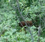 2020-07-12 Hirsch unter Ansitz.jpg