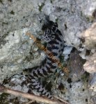 2020-08-10 vipera aspis zinnikeri www.safariteam.de.jpg