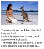 kangaroo.jpg