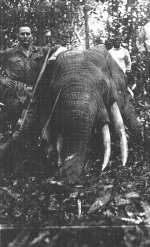 Waldelefant-Vierzahnelefant-Rio-Muni-Span-Guinea-ca.195o-Basilio-Olaechea.jpg