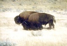 Bison (7)x.jpg