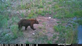 Brown black bear 2021-08-21.jpg