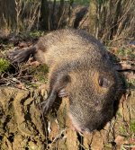 nutria_220226.jpg