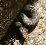 2022-05-20 Äskulap-Viper vor Veranda.jpg