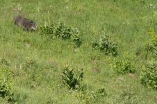 2022-07-07 Überläuferbache weiße Stirn mit Frischlingen im Gras 2 MP.JPG