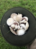 Wiesenchampignons.jpg