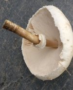 2022-10-21 Gemeiner Riesenschirmling Coulemelle Macrolepiota procera Ring am Stiel 2 MP.jpg