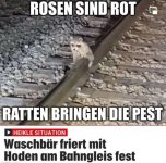 hoden.jpg