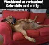 wachhund.jpg