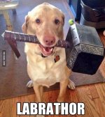 labrathor.jpg