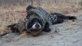 Civet1.jpg