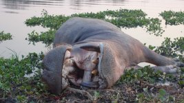 Hippo.jpg