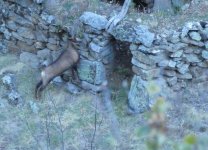 2023-10-11 Morgenpirsch Gams äst an Ruine 2 MP.jpg