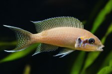 Neolamprologus-brichardi.jpg