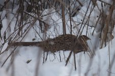 Henne im Schnee (1).JPG