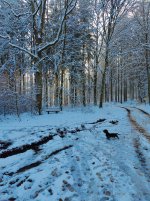 Wald1.jpg