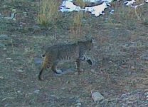 2023-11-30 Bobcat Rotluchs 15h30.jpg