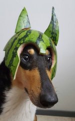 watermelon-helmets13.jpg