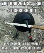 bird knife.jpg