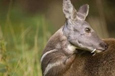 siberian musk deer.jpg