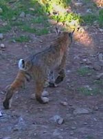 2024-05-26 Bobcat Rotluchs.jpg