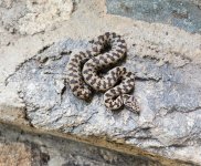 2024-06-07 vipera aspis zinnikeri sur mon escalier 2 MP.jpg