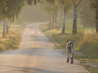 der Weg-min1-min-minx.jpg