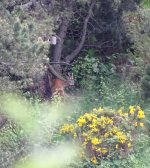 2024-06-21 junger Bock an Salzlecke 2 MP.JPG