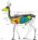 Querschnitt_Rehwild.jpg