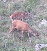 2024-09-10 schwaches Alttier mit geflecktem Kalb 2 MP.JPG