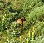 2024-07-05 der gejagte junge Bock 2 MP.JPG