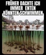 enten.jpg