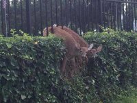 Deer in fence.jpg