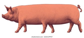 pig-six-legs.jpg