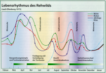 Rehwild Aktivitätsmuster über das Jahr.PNG