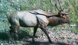 2023-09-25 Wapiti on creek.jpg