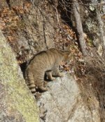 2023-11-23 Wildkatze auf Pirsch.JPG