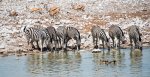 1617316x Zebra Springbock Nilgans.jpg