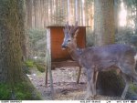 Talacker Fütterung 15.02.2017 Bock 2 jährig IMAG0156.jpg