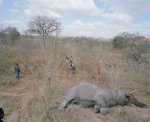 elephant-hunting-2.jpg