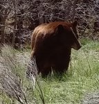 2017-05-14-Bär-hat mich-gesehen-15 m.jpg