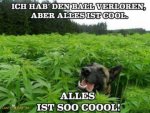 lustiges-tierbild-hund-ist-high-in-marijuana-plantage-360x270.jpg