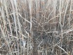 Miscanthus 2.JPG